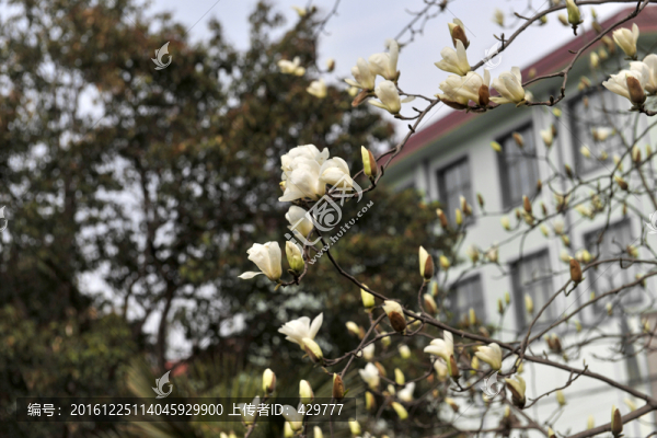 春天,,玉蘭