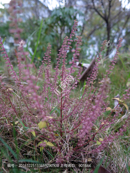 藥用植物小花薺苧