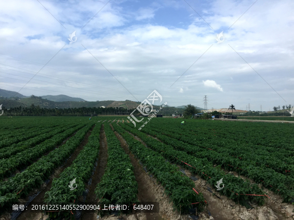 辣椒園,辣椒種植