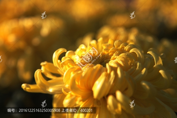 金菊