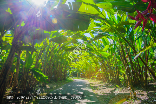 陽光綠樹林