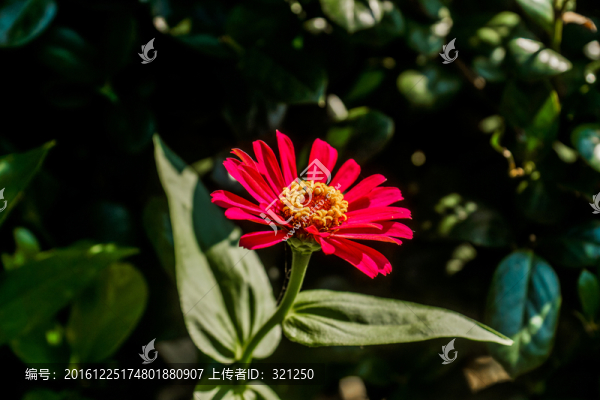 太陽花