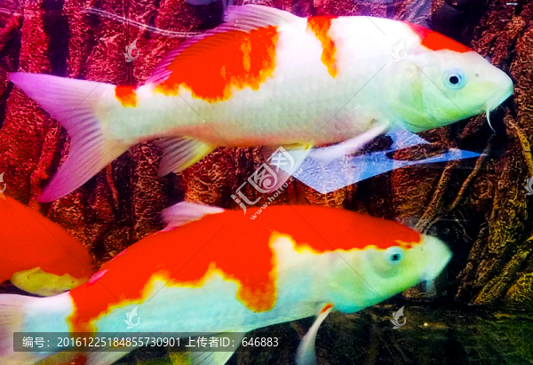 魚