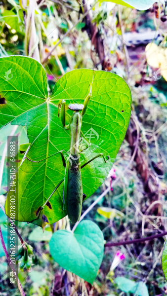 螳螂,昆蟲(chóng),自然,動(dòng)物