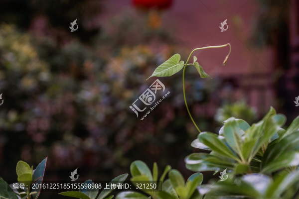 綠色植物