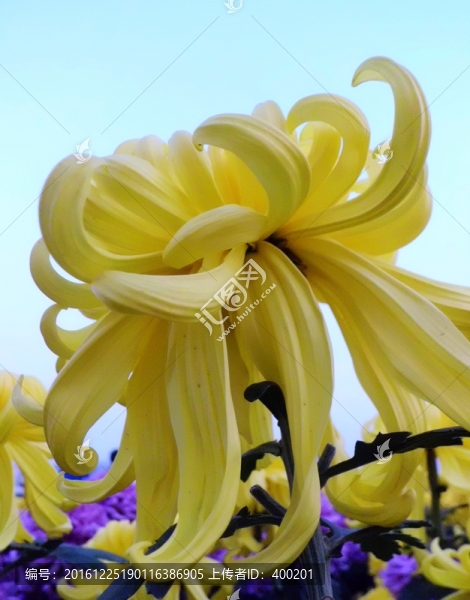 金色菊花