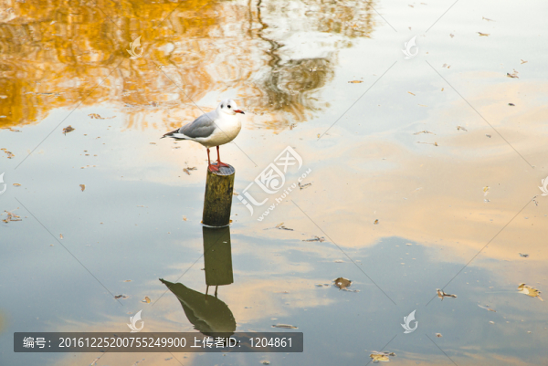 水鳥倒影