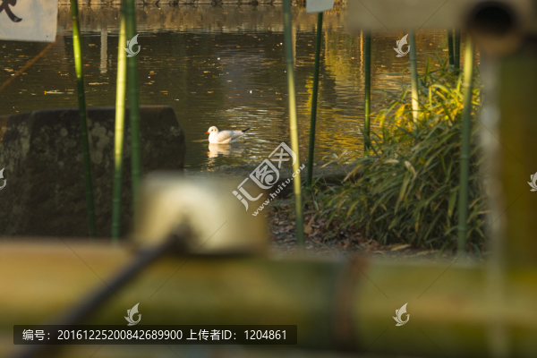 神社水鳥