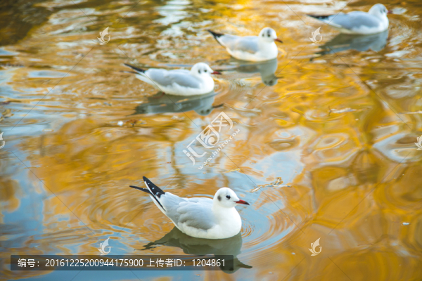 池塘水鳥