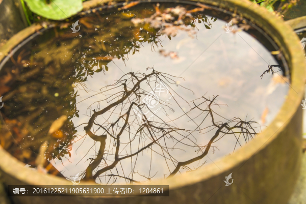 水中樹影