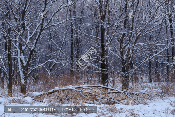 雪中枯樹