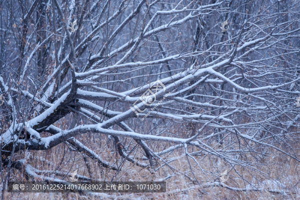 雪中枯枝
