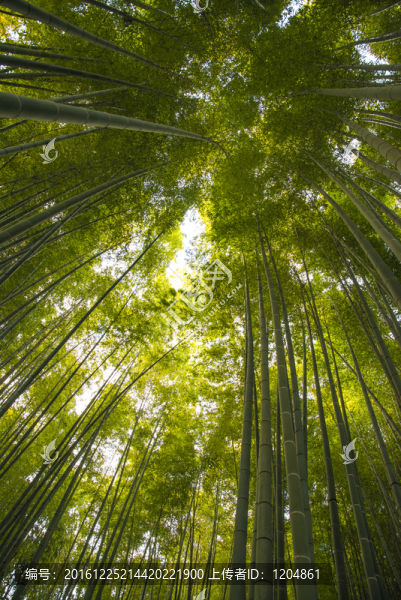 竹林