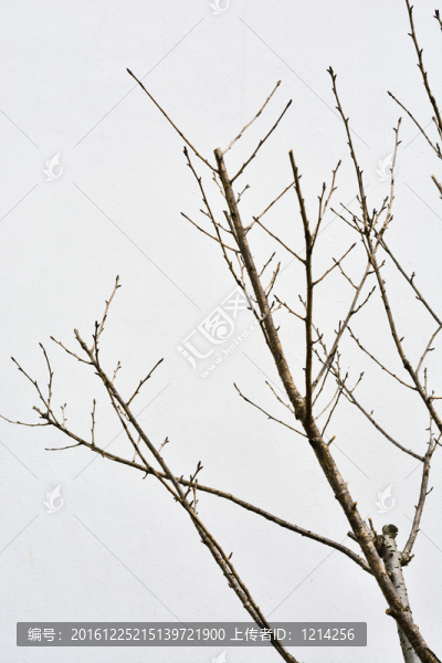 樹枝