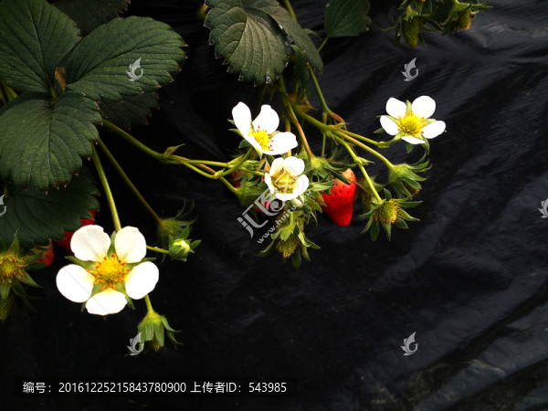 草莓花