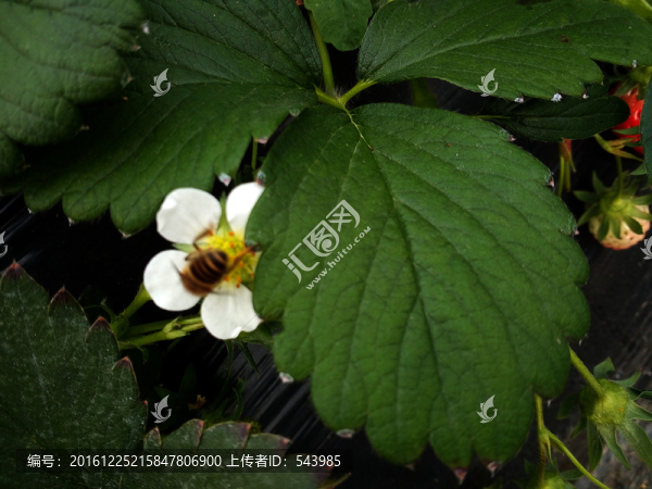 草莓花開