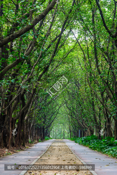 森林大道