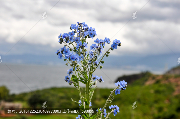 藍色野花