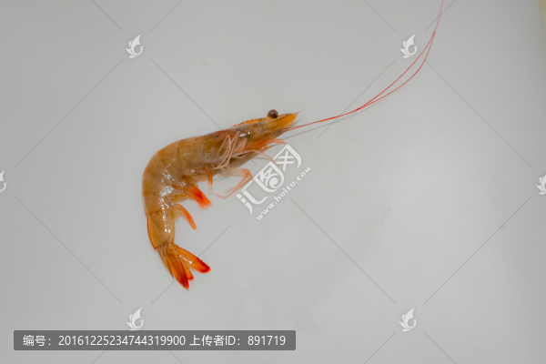 北美對(duì)蝦,大蝦,新鮮蝦