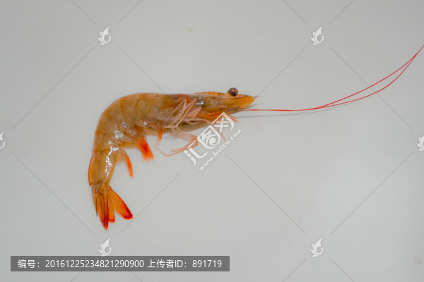 北美對(duì)蝦,大蝦,新鮮蝦