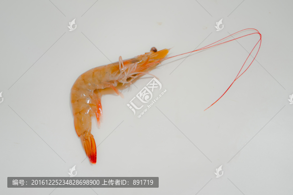 北美對蝦,大蝦,新鮮蝦