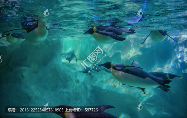 企鵝
