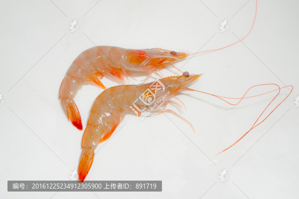 北美對(duì)蝦,大蝦,新鮮蝦