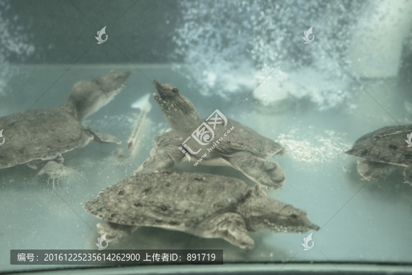 王八,甲魚,鱉
