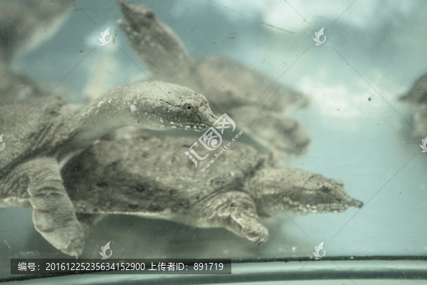 王八,甲魚,鱉