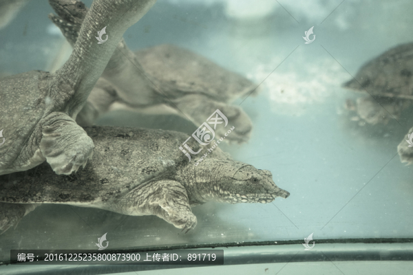 王八,甲魚,鱉