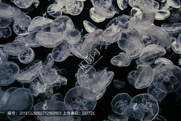 水母