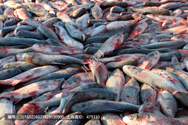 冬捕,捕魚,TIF格式,打凍網(wǎng)