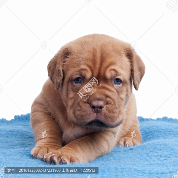 皺紋ppuppy地毯上