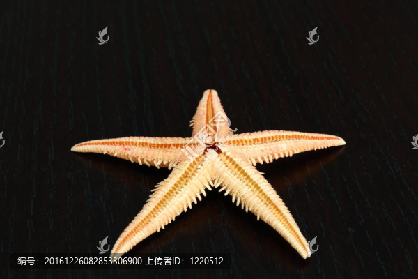海星