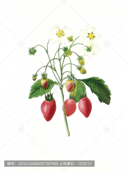 花古董插圖芙蕾杰