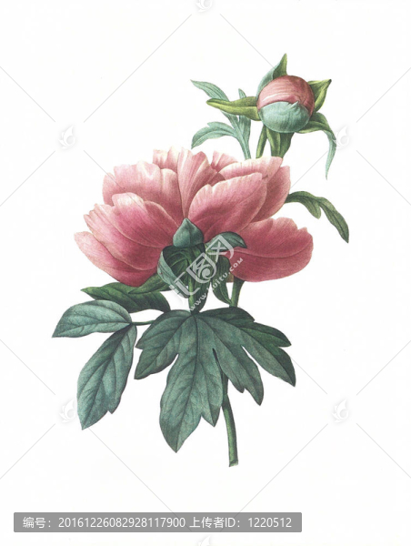 花古董插圖Peonia