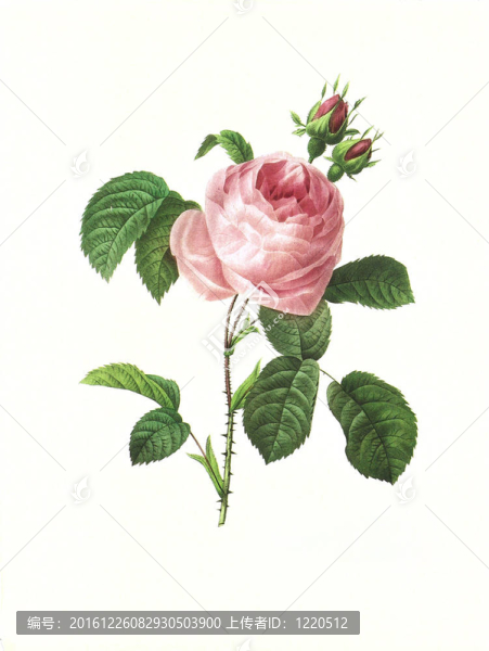 花古董插畫羅薩薔薇屬