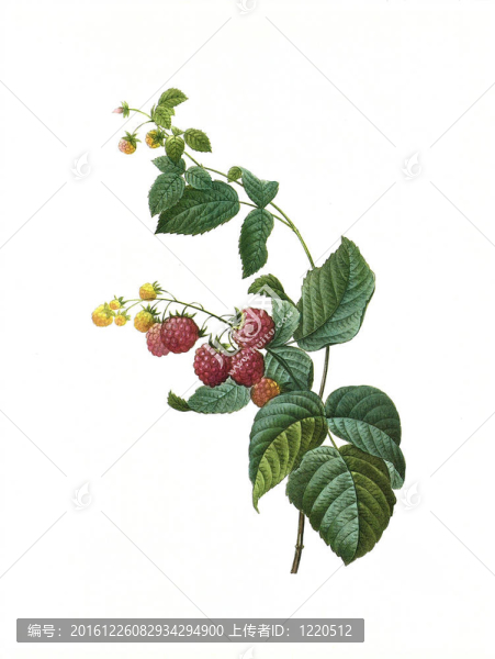 花framboisier古董插圖