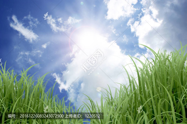 晴朗的藍天和草地