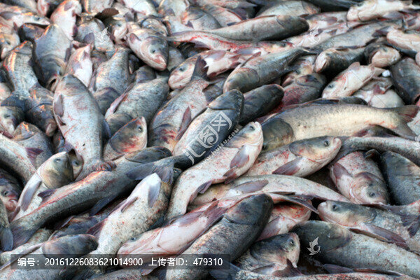 冬捕,捕魚,TIF格式,打凍網(wǎng)