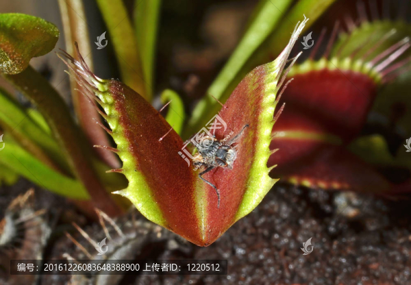 食肉植物殺死昆蟲特寫