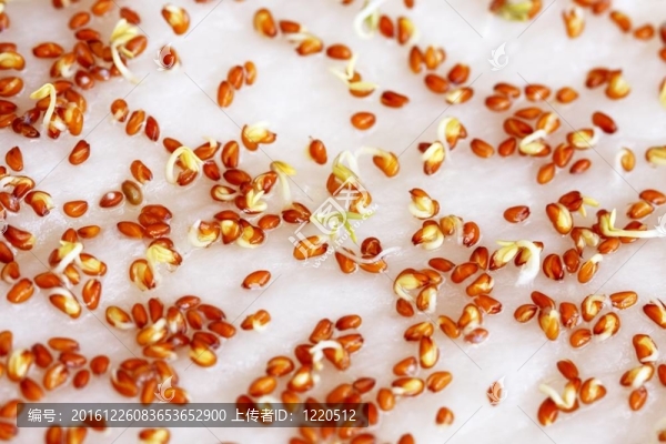 發(fā)芽對(duì)棉花園水芹種子在家