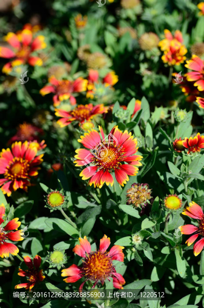 Gaillardia,pulchella。