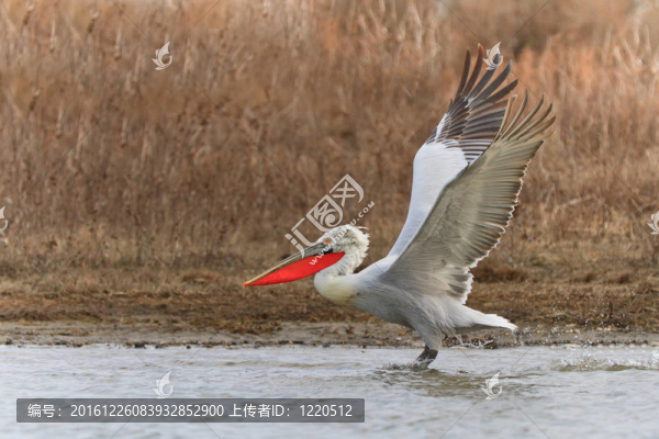 Dalmatian,Pelican（Pelecanus,crispus）