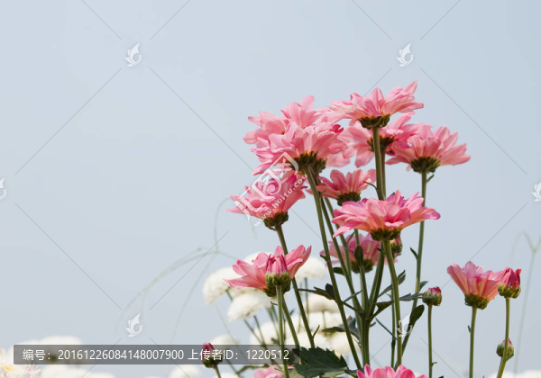 粉紅色的菊花