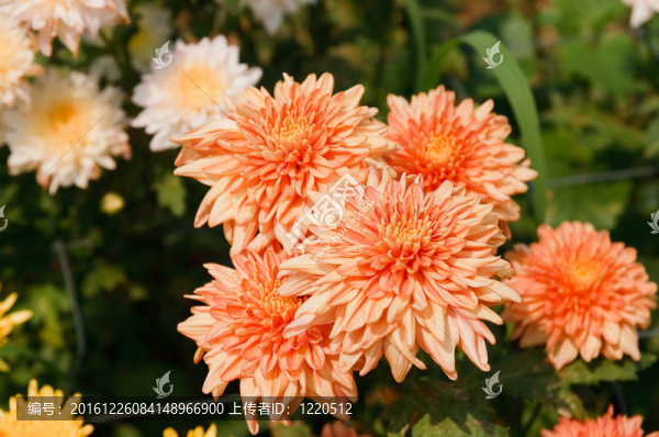 菊花之美