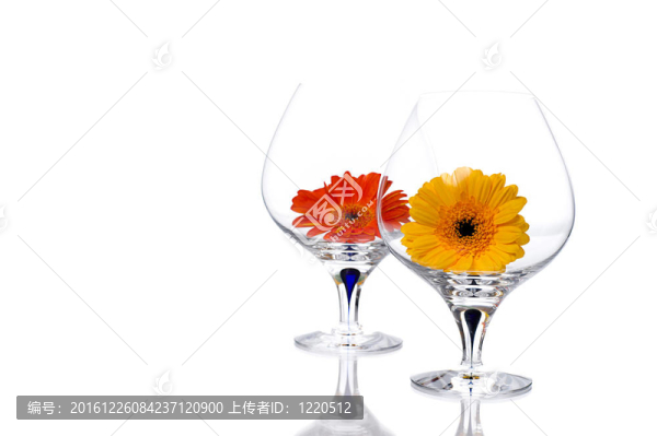 非洲菊在干邑玻璃
