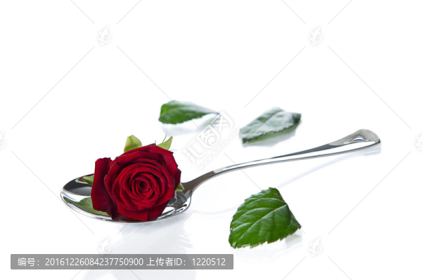 玫瑰躺在勺子里。