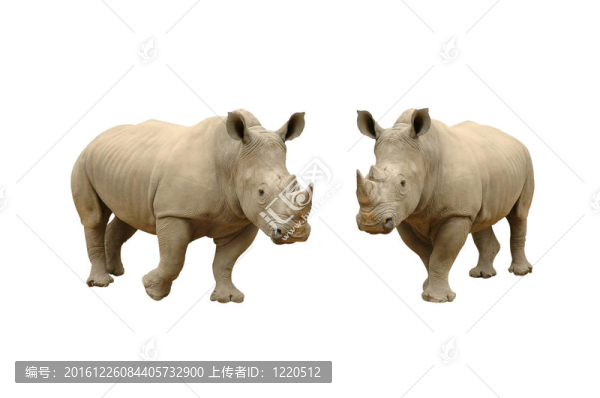 犀牛隔離