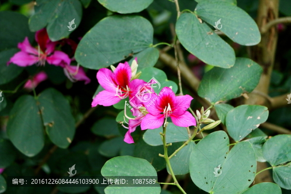 羊蹄甲